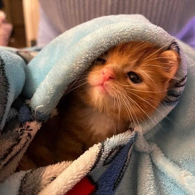 A young kitten wrapped in a blue blanket